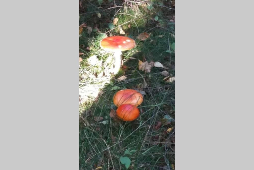 Gite Du Herisson 索留 外观 照片